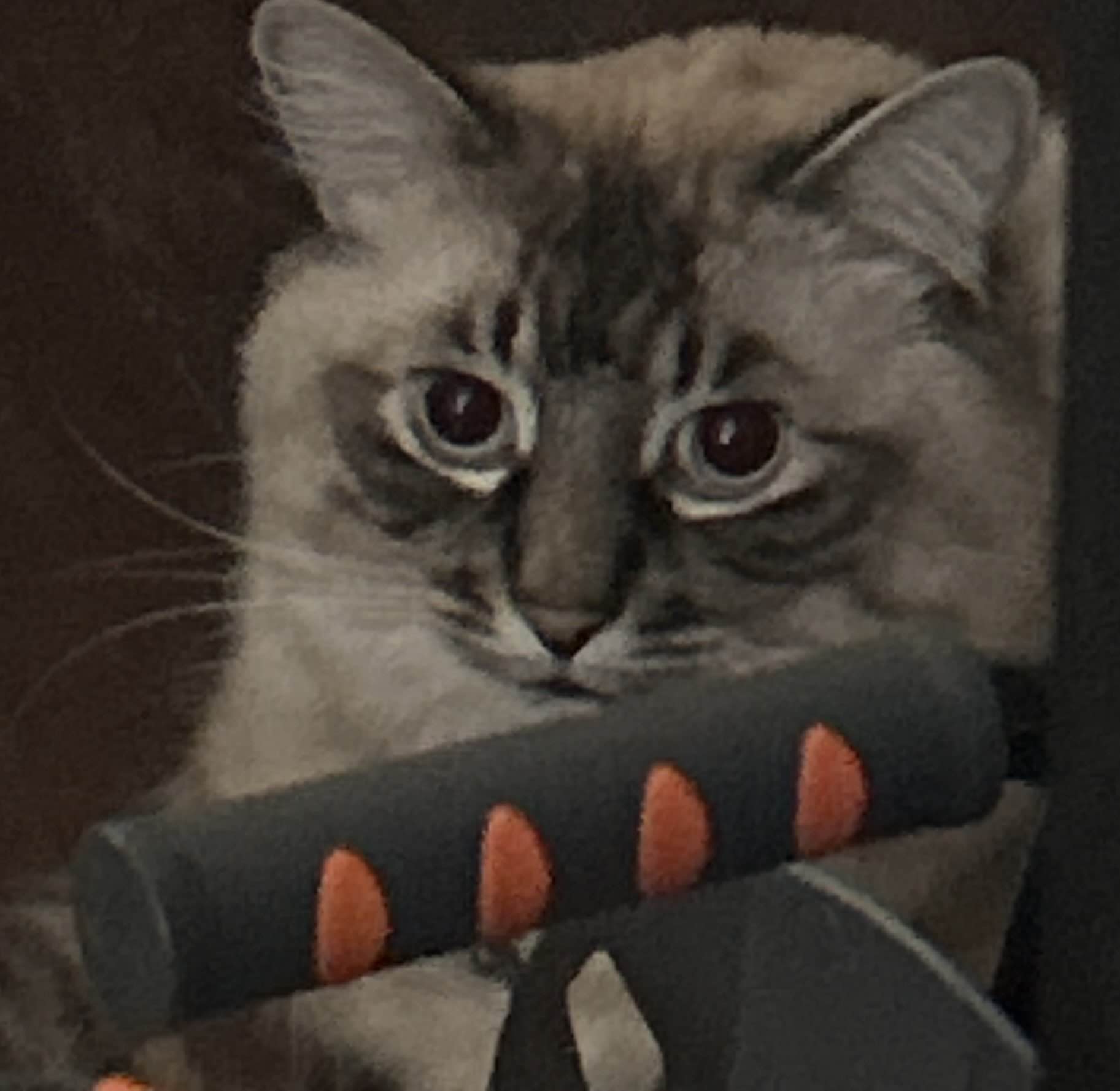 Cat picture